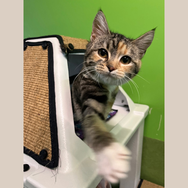 Photo of Hazy