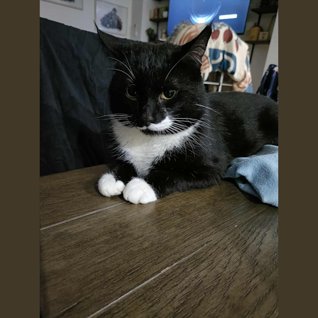 Photo of Mr Moustache