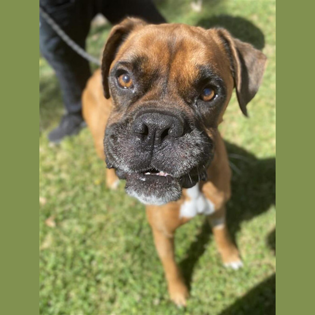 Photo of Brownie