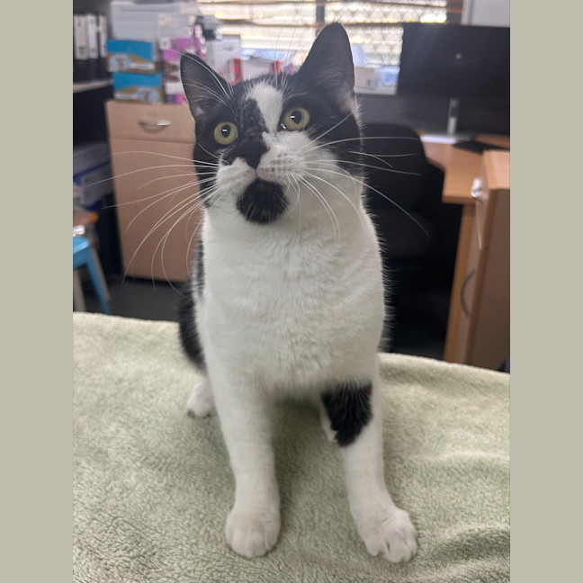 Photo of King Julian