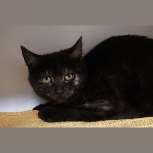 Photo of Nyx