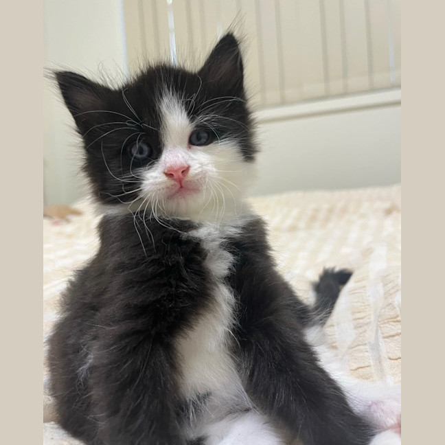 Photo of Rinklestein