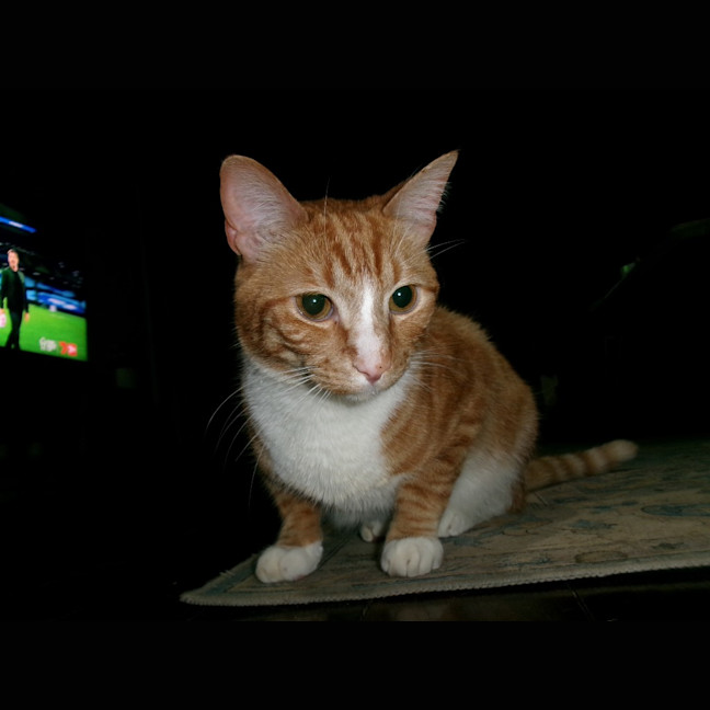 Photo of Sunny
