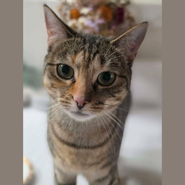 Photo of Shortcake  In Foster Care In Healesville