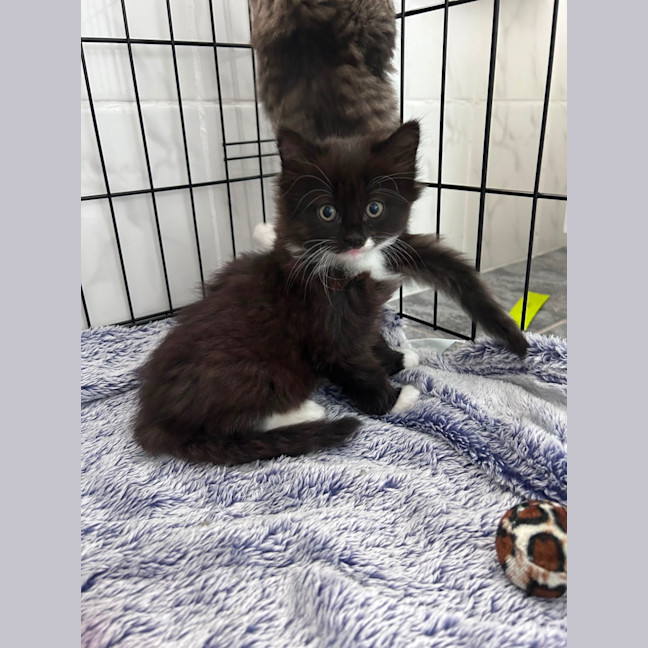 Photo of Philly Cheese Deluxe 🍔 