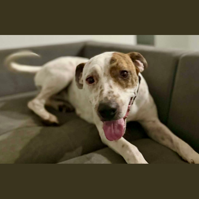 Photo of Daisy   2 Year Old Bull Arab X