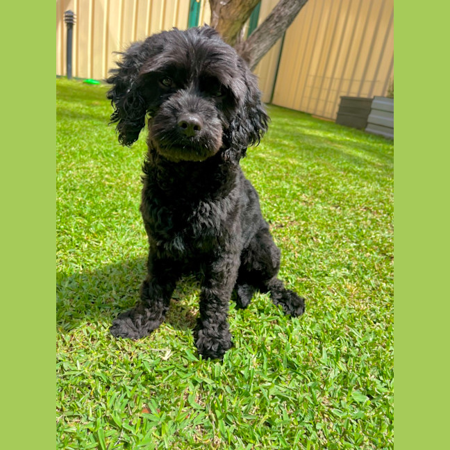 Photo of Chase   10 Month Old Cavoodle