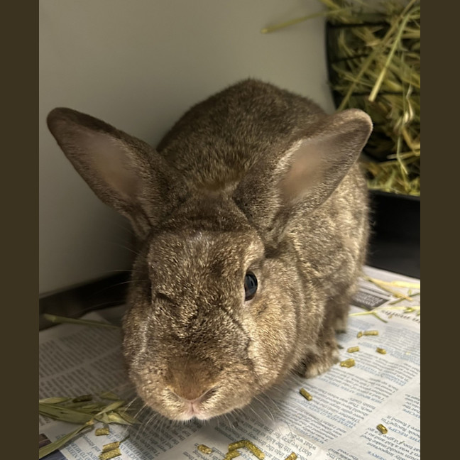 Photo of Sage