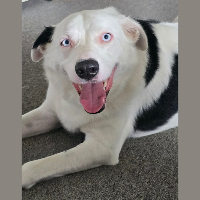 Photo of Malakai   4 Year Old Border Collie X Aus Shepherd