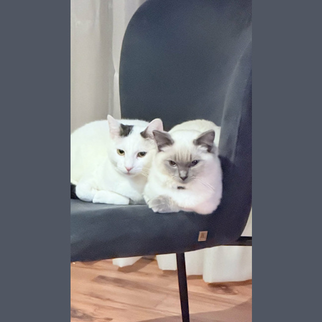 Photo of Fofo *9 Lives Project Rescue*