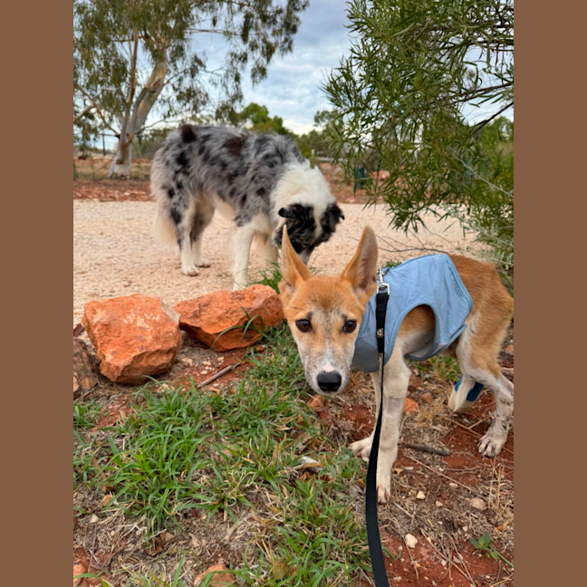 Photo of Yindi