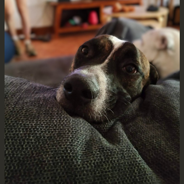 Photo of Lucky