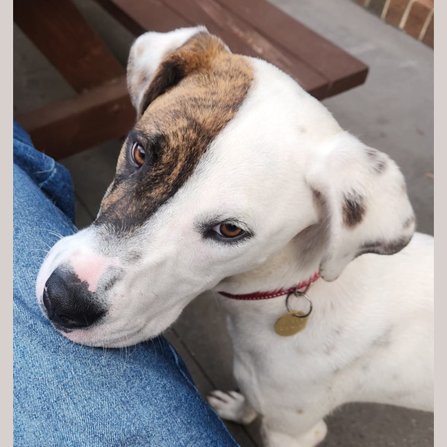 Photo of Garbanzo Bean