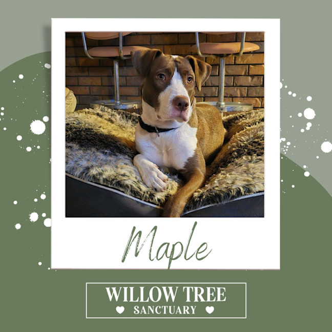 Photo of Maple