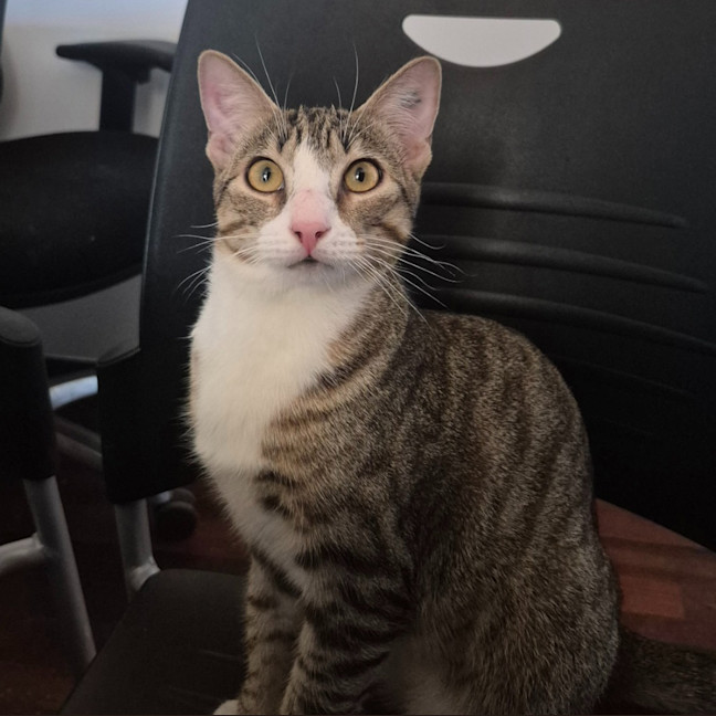 Photo of Blaze