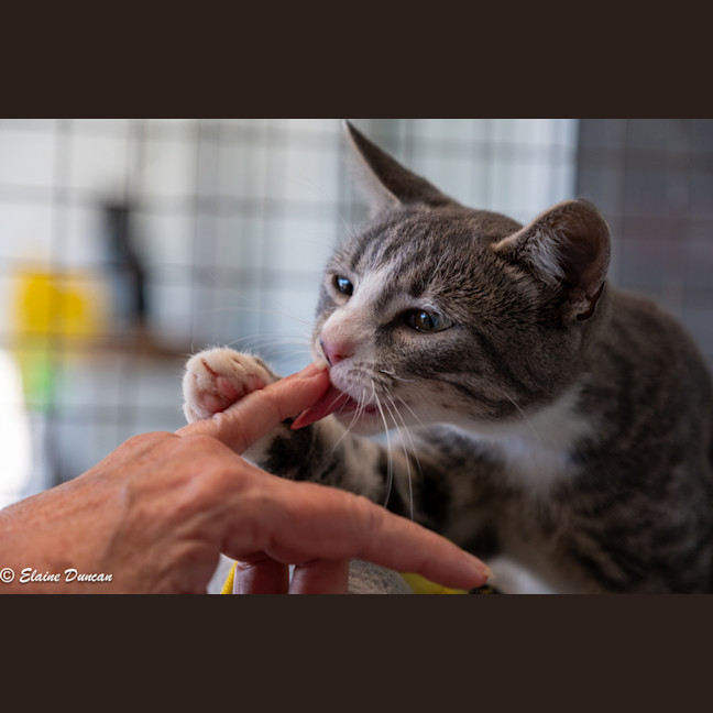Photo of Mowgli