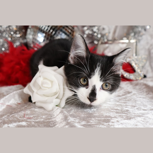 Photo of Foxtrot