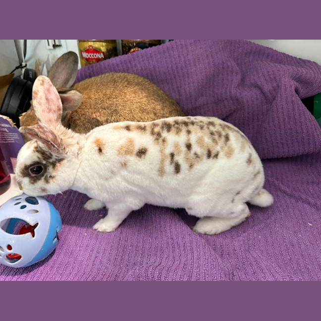 Photo of Cinnabun & Fawn