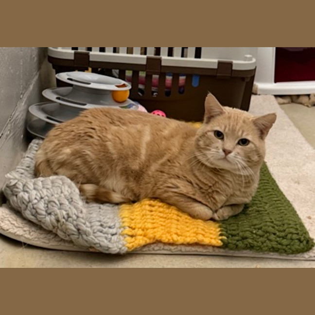 Photo of Gingy