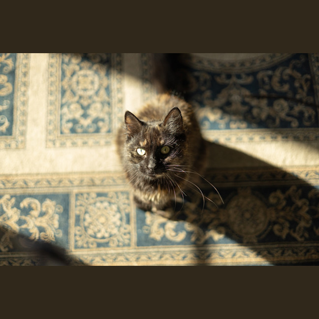 Photo of Princess