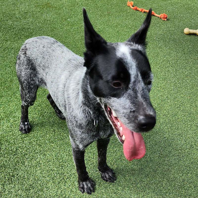 Photo of Spike