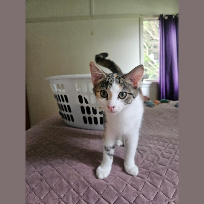 Photo of Pebbles