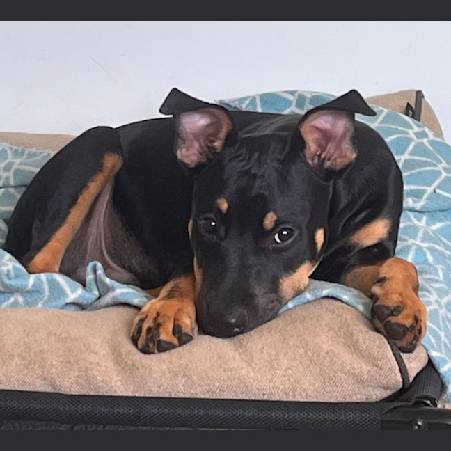 Photo of Jack   5 Month Old Kelpie X Staffy