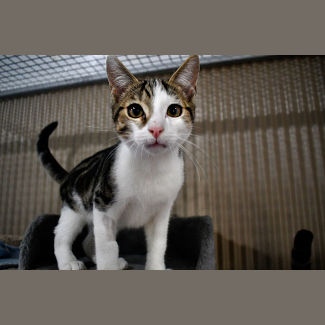 Photo of Jabber