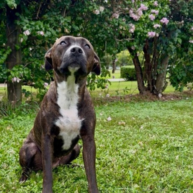 Photo of Gracie 
