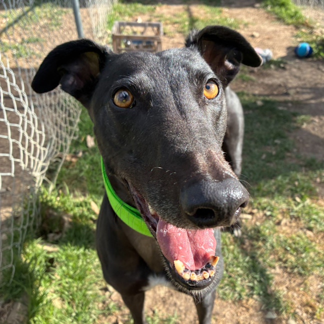 Photo of Clooney The Greyhound
