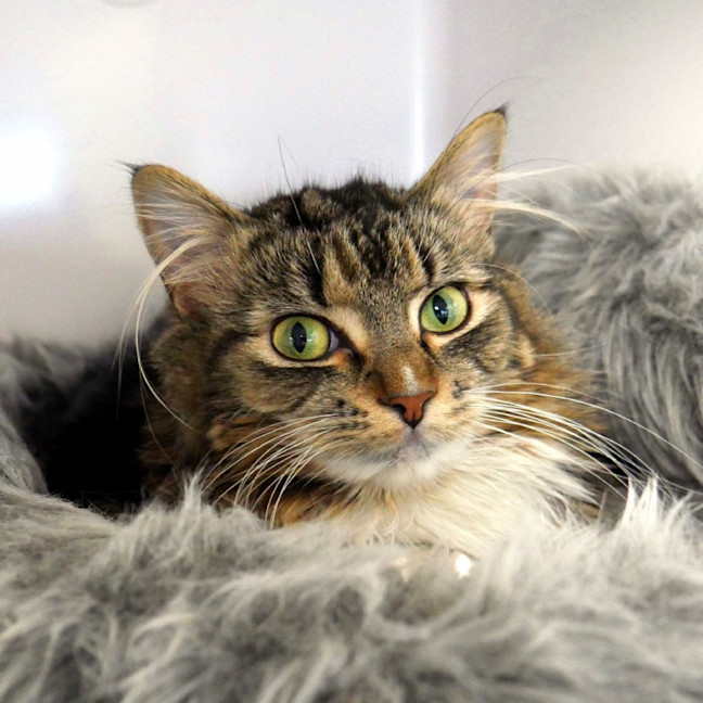 Photo of Lumin Rsuk010900