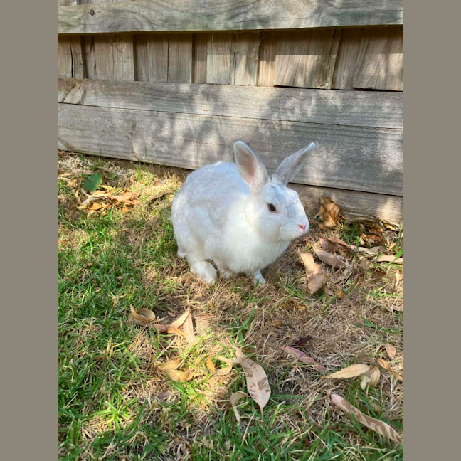 Photo of Juno