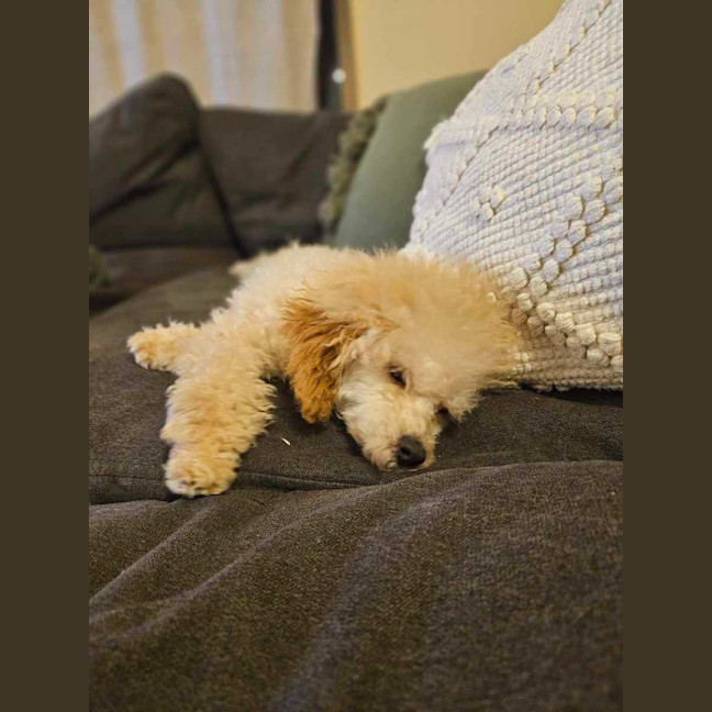 Photo of Sophia (Fifi)