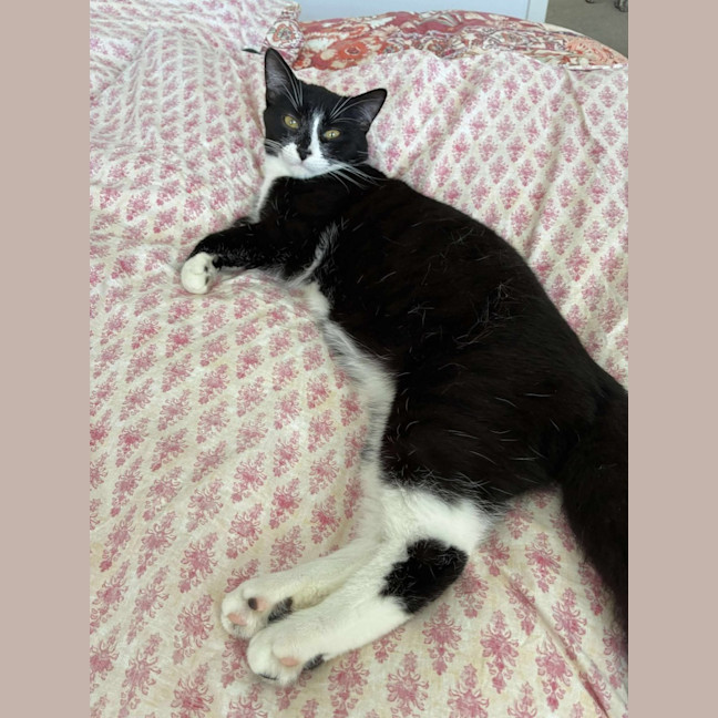 Photo of Max 🩵