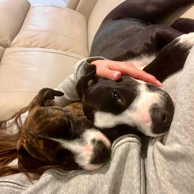 Photo of Chester