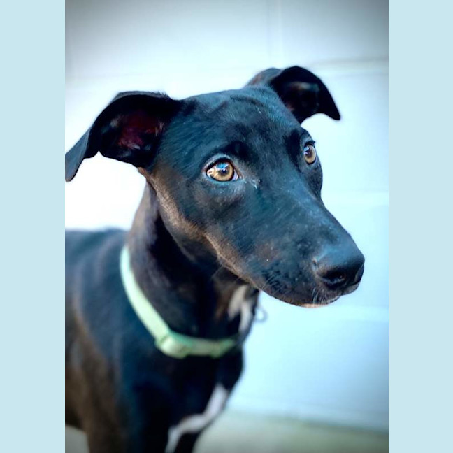 Photo of Daisy