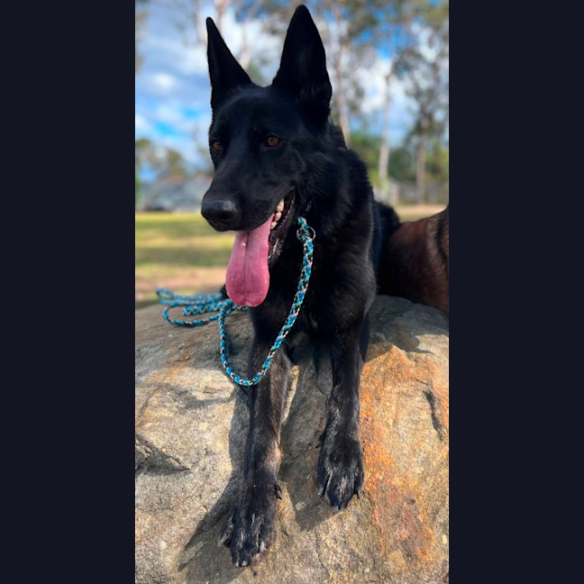 Photo of Luna