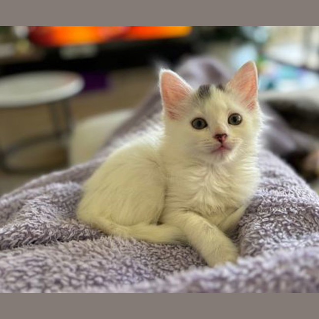 Photo of Suki