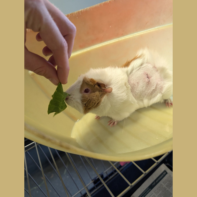 Photo of Wasabi