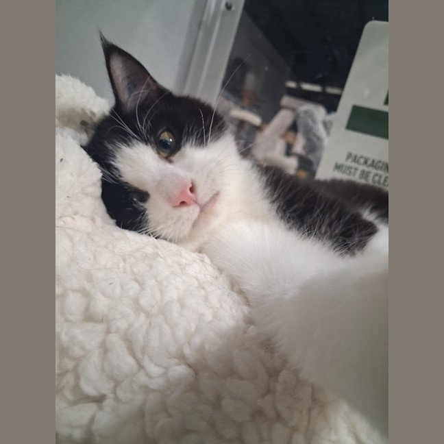 Photo of Stumpy