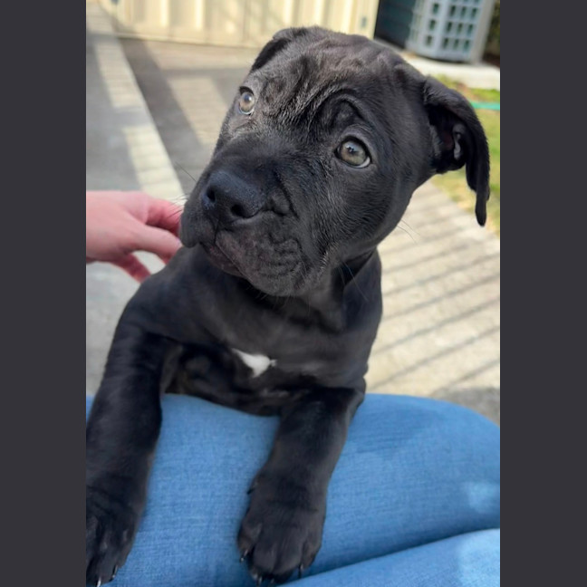 Photo of Margot   9 Week Old Staffy X Boston Terrier