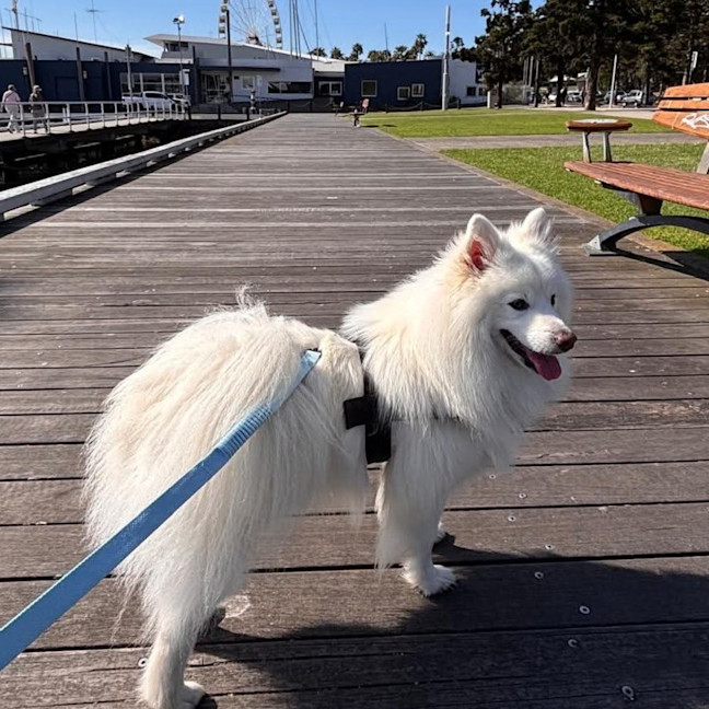 Photo of Archie