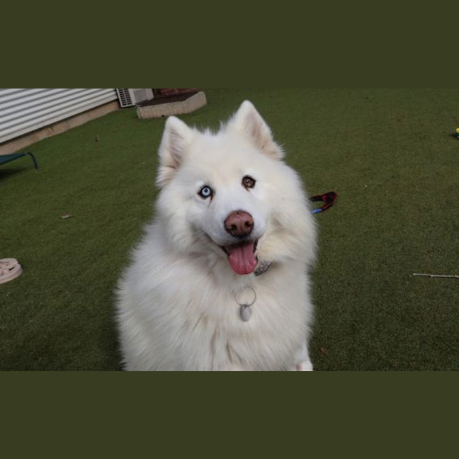 Photo of Lucky