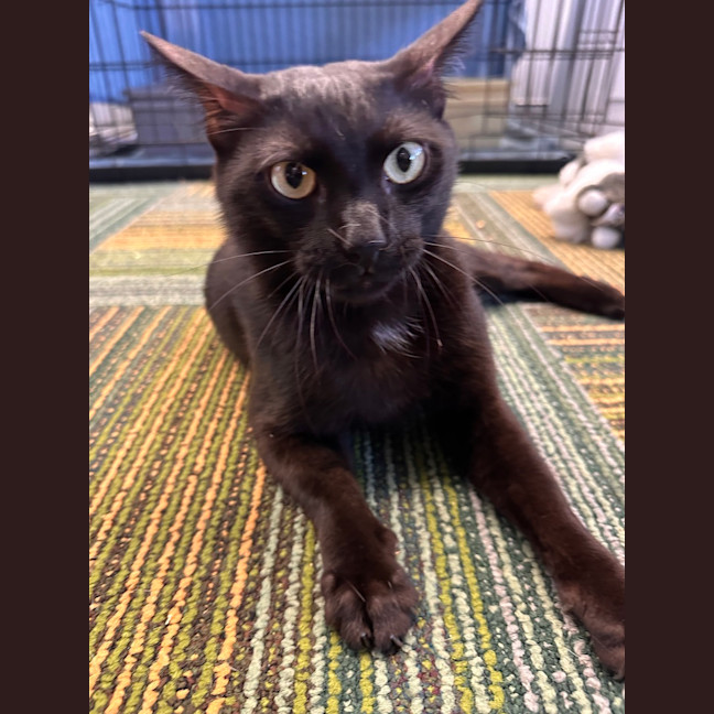 Photo of Shadow