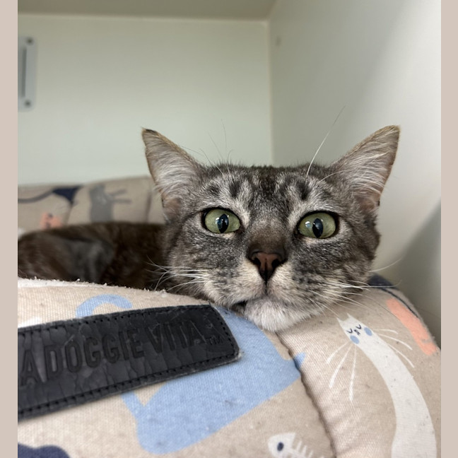 Photo of Atlas