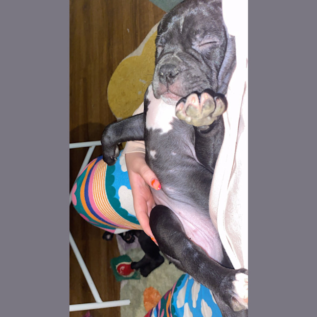 Photo of Edith   8 Week Old Staffy X