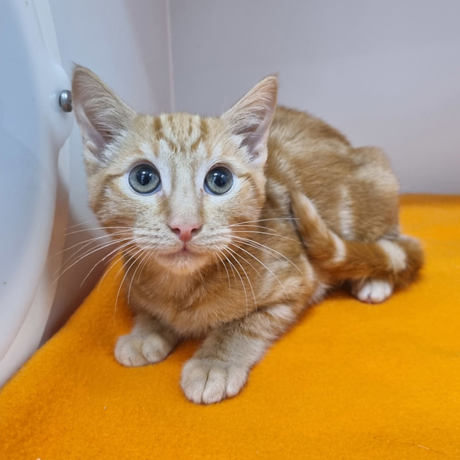 Photo of Sesame