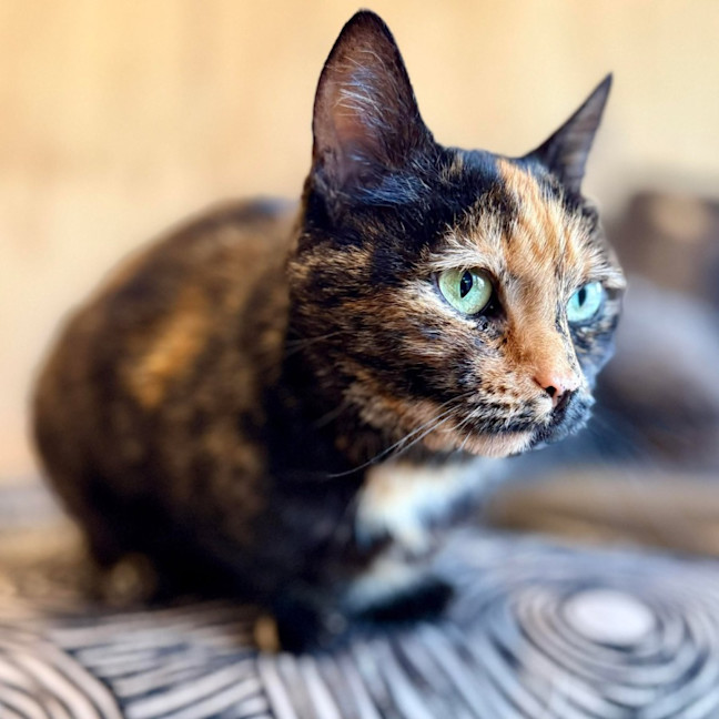 Photo of Nivvy   In Foster In Coburg