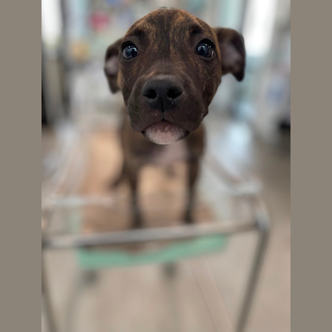 Photo of Ruby