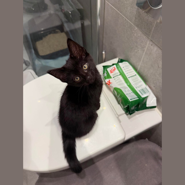 Photo of Chaos Monkey & Splunk 